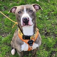 LARGO, chien à adopter