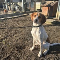 LUPIN, chien à adopter