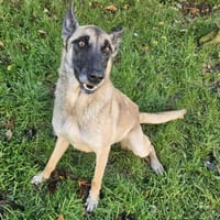 PEPITA, chienne à adopter