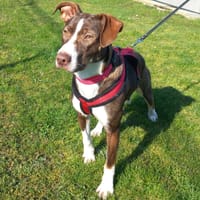 KIKI, chien à adopter