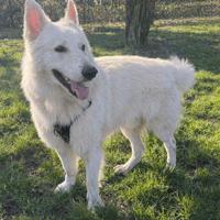 SCHLUMI PAA24133, chien à adopter