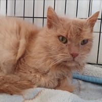 KECHA CHA, chat à adopter