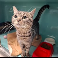 PEPERE, chat à adopter