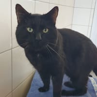 MICHA CHA, chat à adopter