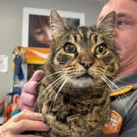 PACHA, chat à adopter