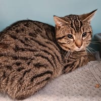 PISSENLIT, chat à adopter