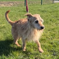 BAMBY, chien à adopter