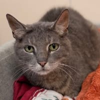 Brou CAB5210, chat à adopter