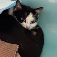 DJOBI, chat à adopter