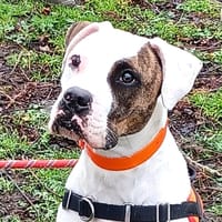 OTCHO, chienne à adopter