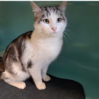 BERLIOZ, chat à adopter