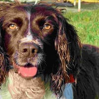 NELL, chienne à adopter