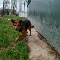 MINERVA, chienne à adopter