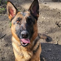 VIKI, chienne à adopter