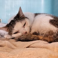 PRINCESSE, chatte à adopter