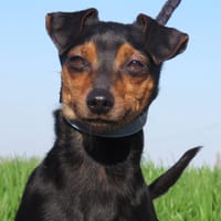 FUMI, chien à adopter