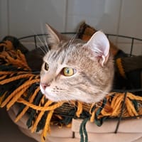 SINA, chat à adopter