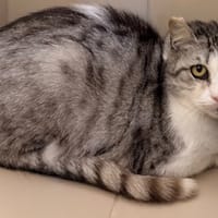 Tresor CAB5273, chat à adopter