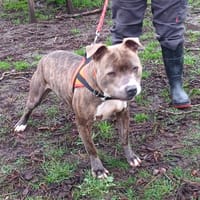 ICE, chien à adopter