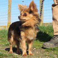 SALTO, chien à adopter