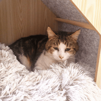 MINUS, chat à adopter