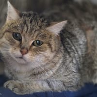 Saïmiri, chatte à adopter