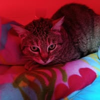 Eléa, chatte à adopter