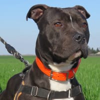 SAVANNAH, chienne à adopter