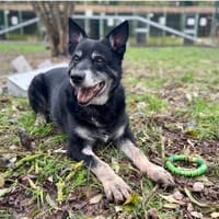 TIDJY, chien à adopter