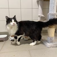 Pearl, chat à adopter