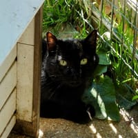 Boots, chat à adopter