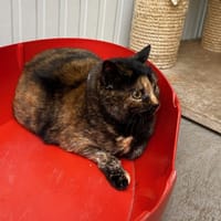 Noisette, chatte à adopter
