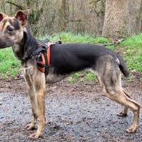 Amour, chienne à adopter