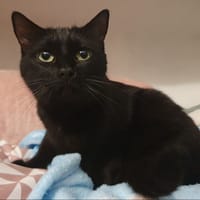 NORA CHA, chatte à adopter