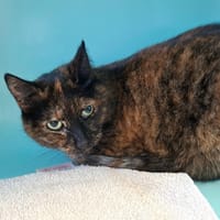 MYSTIC, chatte à adopter