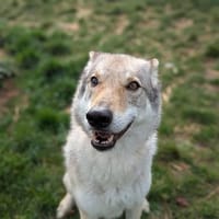 ARYA, chienne à adopter