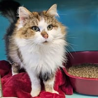 romeo, chat à adopter