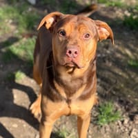 Pogo CAA14897, chien à adopter