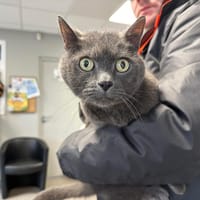 GRIPSOU, chat à adopter