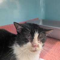 CROUSTILLON ( FIV + ), chat à adopter