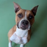 POLKA, chienne à adopter