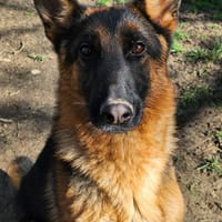 VIVA, chienne à adopter