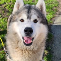 SPARK, chien à adopter