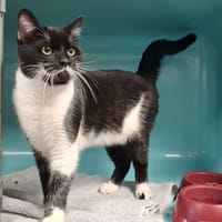 BIDULE, chat à adopter