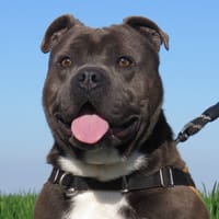 ROY, chien à adopter