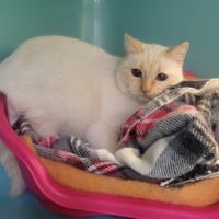 ANNIE, chatte à adopter