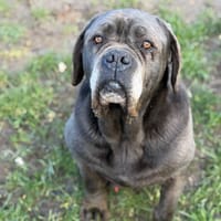 Nico CAA14893, chien à adopter