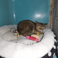 Tilda, chatte à adopter