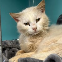 POP CORN, chat à adopter