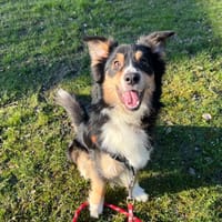 MAX, chien à adopter